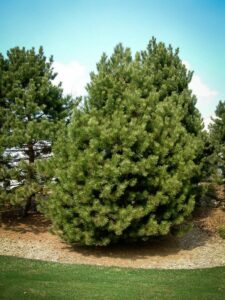 Сосна Чёрная (Pinus Nigra) купить по цене от 270.00р. в интернет-магазине «Посадика» с доставкой почтой в в Ирбите и по всей России – [изображение №1].