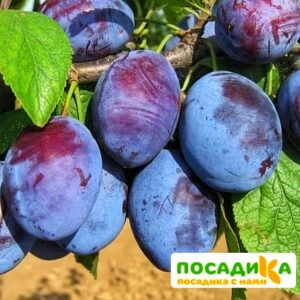 Слива Чачакская ранняя купить по цене от 229.00р. в интернет-магазине «Посадика» с доставкой почтой в в Ирбите и по всей России – [изображение №1].