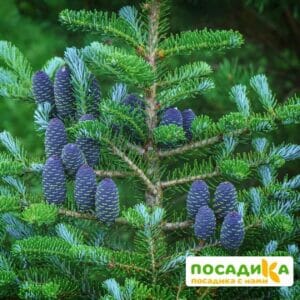 Пихта корейская (Abies koreana) купить по цене от 450.00р. в интернет-магазине «Посадика» с доставкой почтой в в Ирбите и по всей России – [изображение №1].