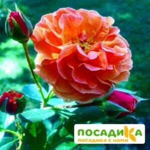 Роза Арабия купить по цене от 350.00р. в интернет-магазине «Посадика» с доставкой почтой в в Ирбите и по всей России – [изображение №1].