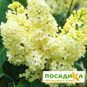 Сирень Примроуз (Primrose) купить по цене от 529.00р. в интернет-магазине «Посадика» с доставкой почтой в в Ирбите и по всей России – [изображение №1].