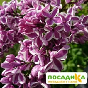 Сирень Сенсация купить по цене от 529.00р. в интернет-магазине «Посадика» с доставкой почтой в в Ирбите и по всей России – [изображение №1].