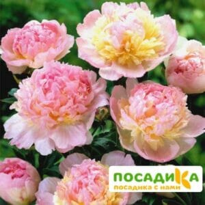 Пион Распберри Сандей (Paeonia Raspberry Sundae) купить по цене от 959р. в интернет-магазине «Посадика» с доставкой почтой в в Ирбите и по всей России – [изображение №1].