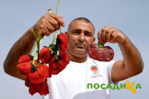Клубника Гигант Джорнея купить по цене от 266р. в интернет-магазине «Посадика» с доставкой почтой в в Ирбите и по всей России – [изображение №1].