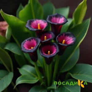 Калла Аура Лейс купить по цене от 400р. в интернет-магазине «Посадика» с доставкой почтой в в Ирбите и по всей России – [изображение №1].