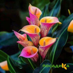 Калла Оникс купить по цене от 450р. в интернет-магазине «Посадика» с доставкой почтой в в Ирбите и по всей России – [изображение №1].
