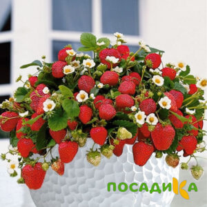 Клубника Рубиновый Шепот (горшечная) купить по цене от 240р. в интернет-магазине «Посадика» с доставкой почтой в в Ирбите и по всей России – [изображение №1].