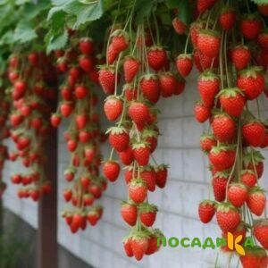 Клубника вьющаяся Комплимент купить по цене от 470р. в интернет-магазине «Посадика» с доставкой почтой в в Ирбите и по всей России – [изображение №1].