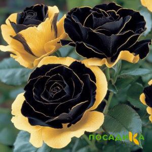 Роза Ханни Сикл купить по цене от 700р. в интернет-магазине «Посадика» с доставкой почтой в в Ирбите и по всей России – [изображение №1].