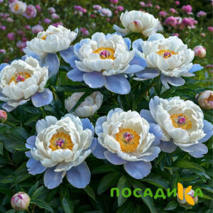 Пион акварельный Этюд купить по цене от 806р. в интернет-магазине «Посадика» с доставкой почтой в в Ирбите и по всей России – [изображение №1].