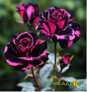 Роза Багровый Шепот купить по цене от 366р. в интернет-магазине «Посадика» с доставкой почтой в в Ирбите и по всей России – [изображение №1].