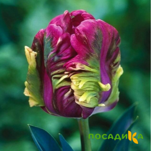 Тюльпан Экзотик Хэвен купить по цене от 186р. в интернет-магазине «Посадика» с доставкой почтой в в Ирбите и по всей России – [изображение №1].
