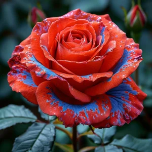 Роза Сикрет Гарден купить по цене от 619р. в интернет-магазине «Посадика» с доставкой почтой в в Ирбите и по всей России – [изображение №1].